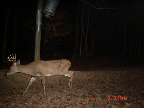 8 point buck